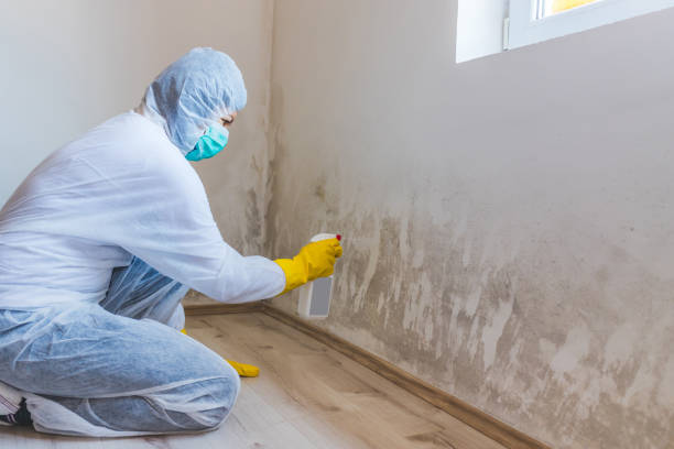 Licensed Mold Testing service in Hutto, TX - WQB Mold Removal