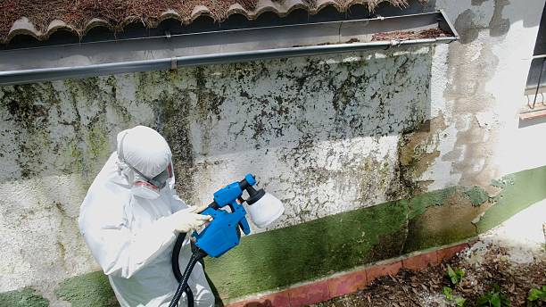 Top rated local Mold Testing specialists in Hutto, TX